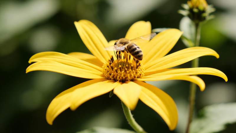 蜜蜂采蜜花丛中图片