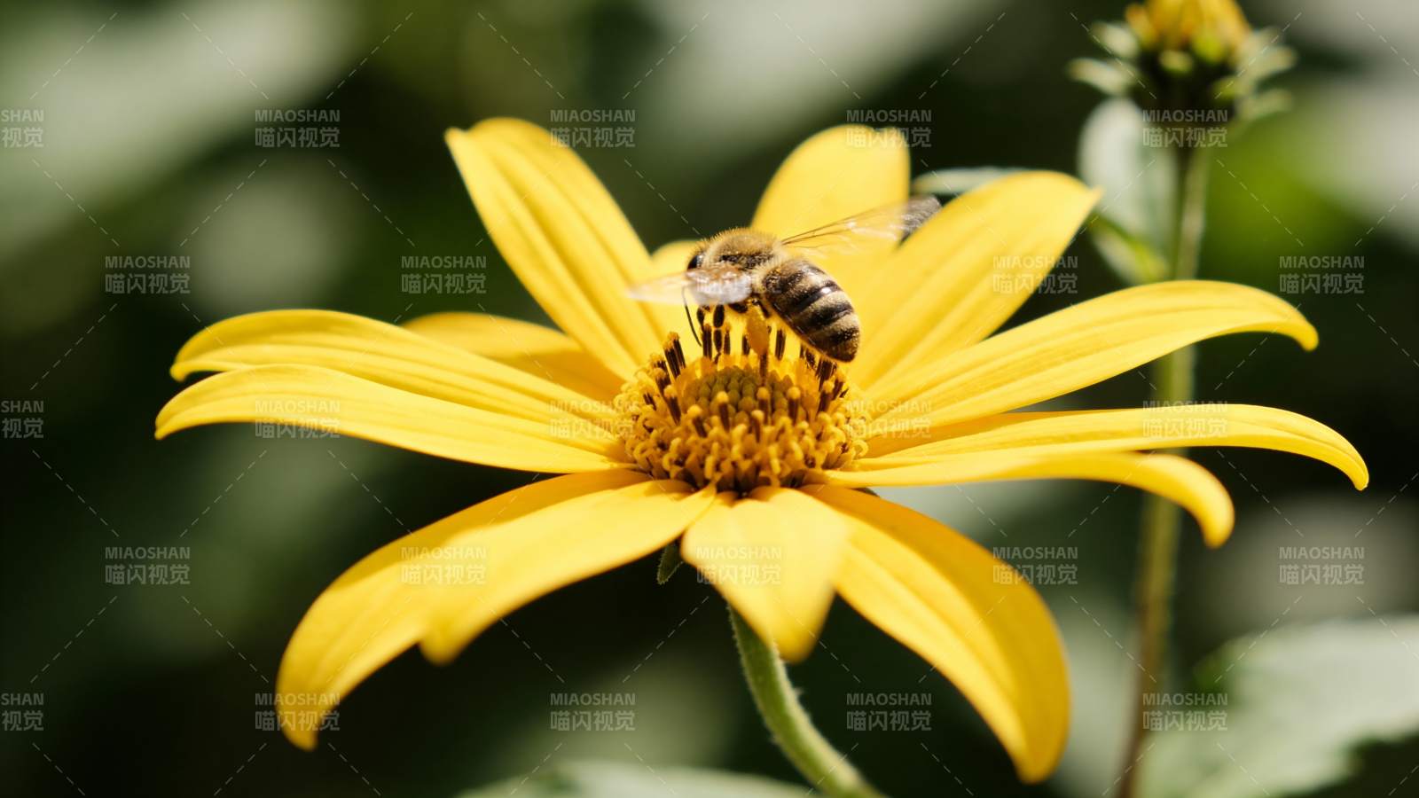 蜜蜂采蜜花丛中图片