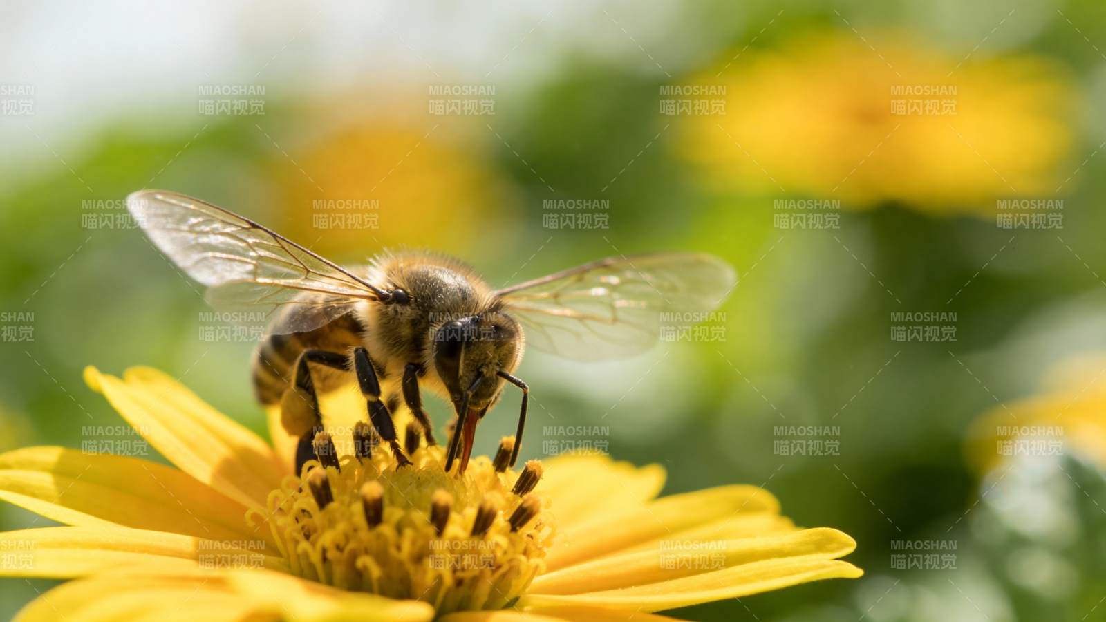 蜜蜂采蜜花丛中图片