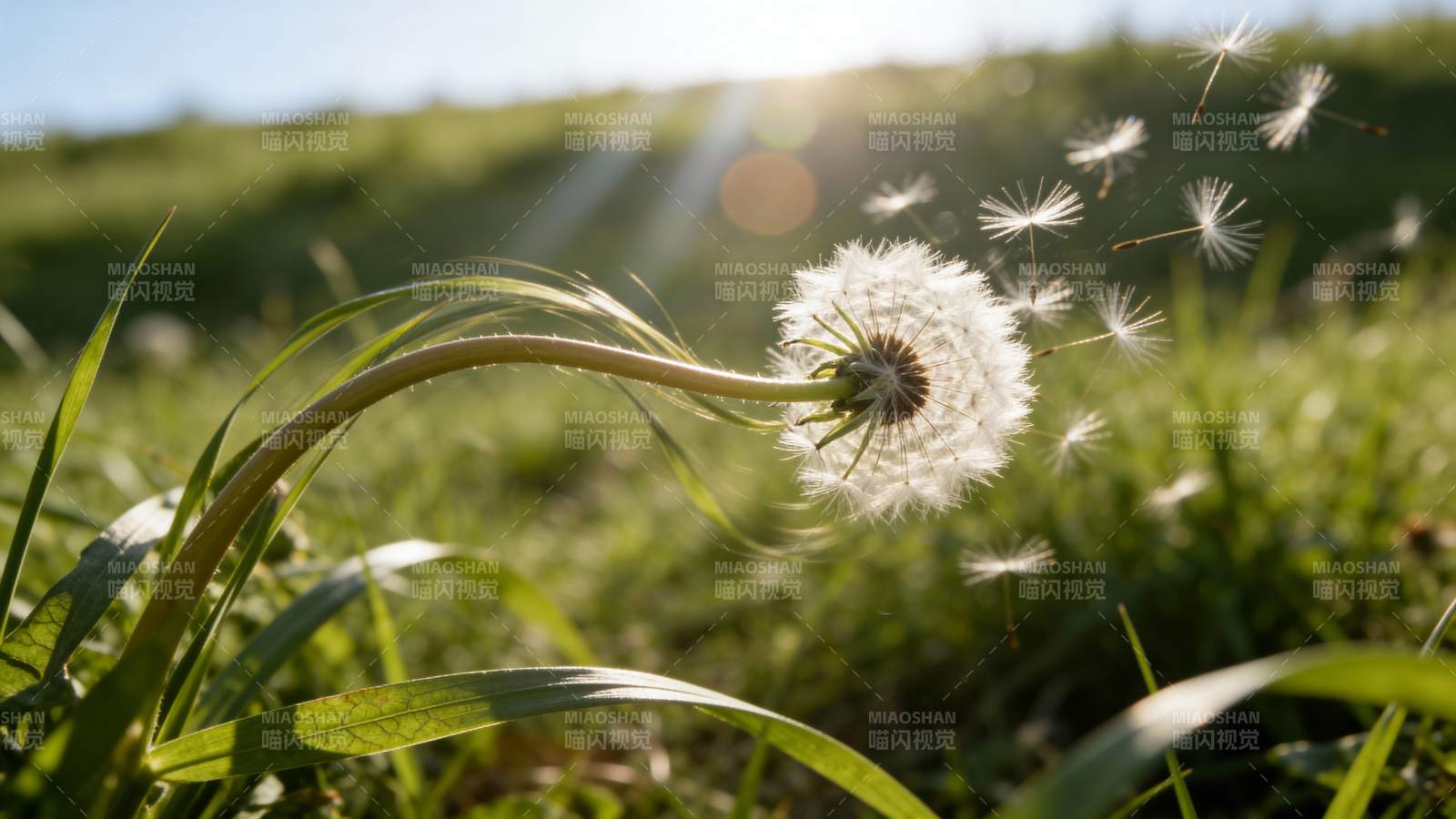 蒲公英随风飘散图片