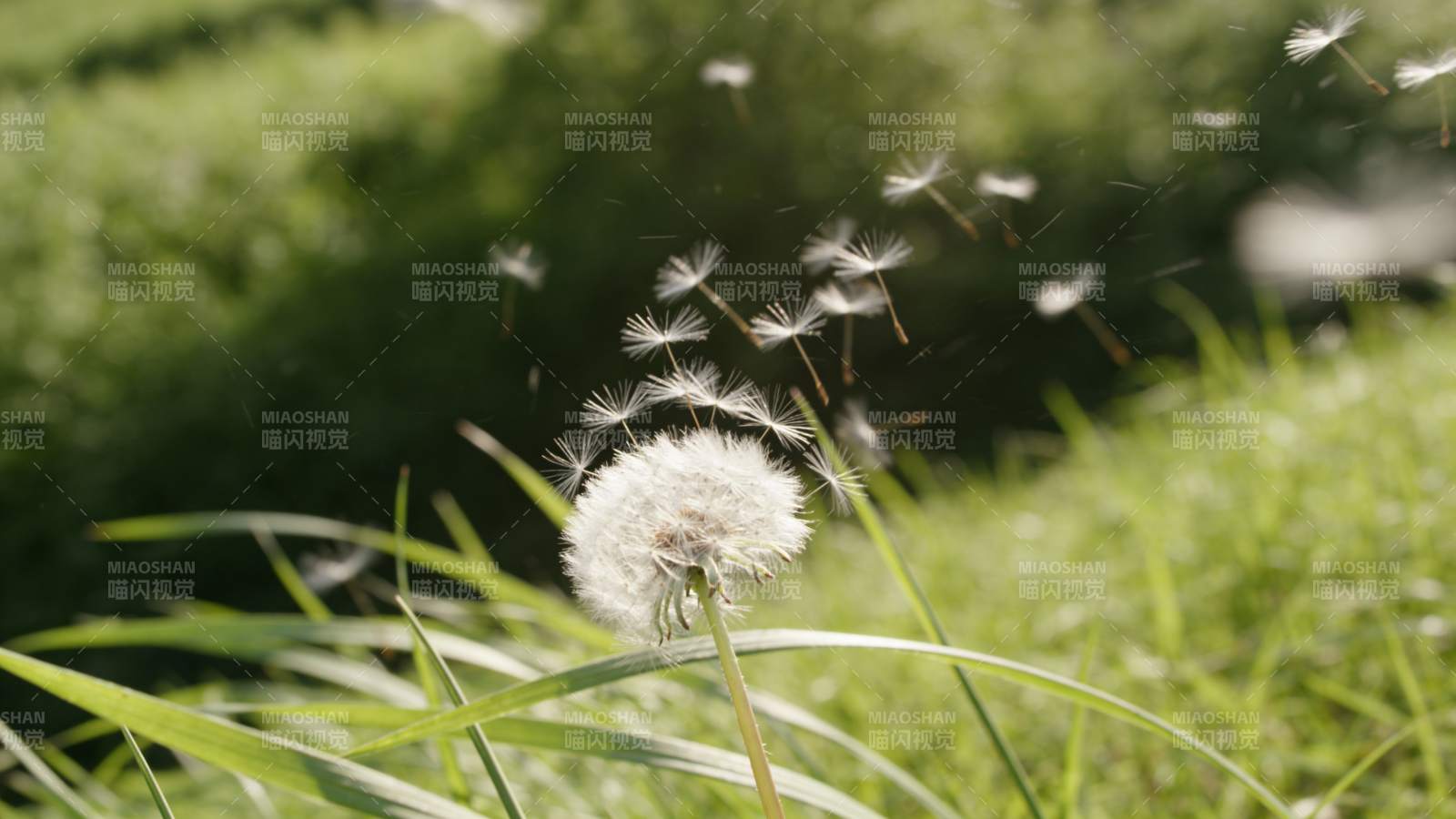 蒲公英随风飘散图片