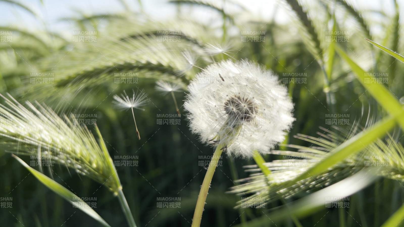 蒲公英随风飘散图片