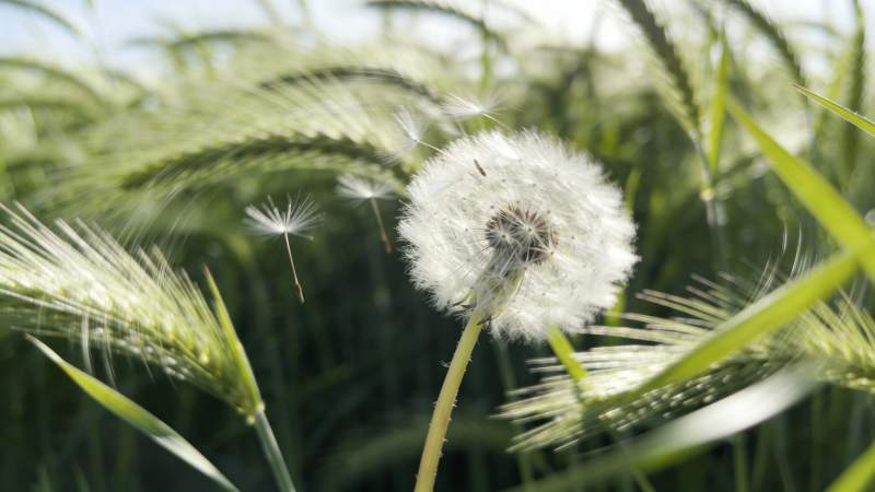 蒲公英随风飘散图片