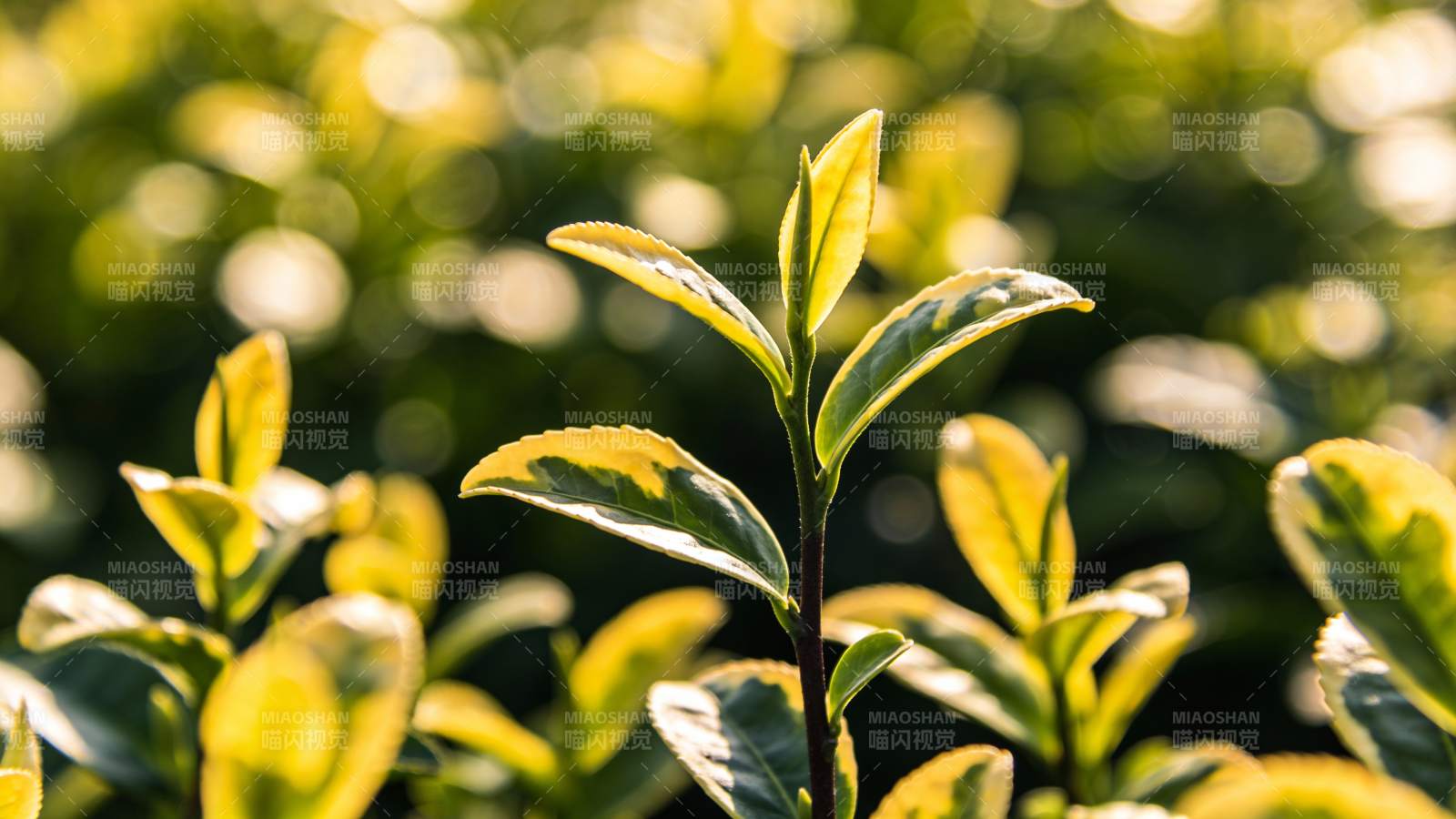 茶树嫩叶特写图片