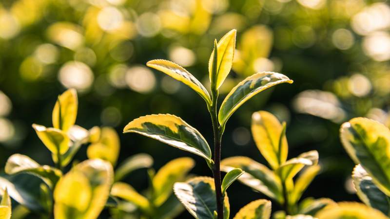 茶树嫩叶特写图片