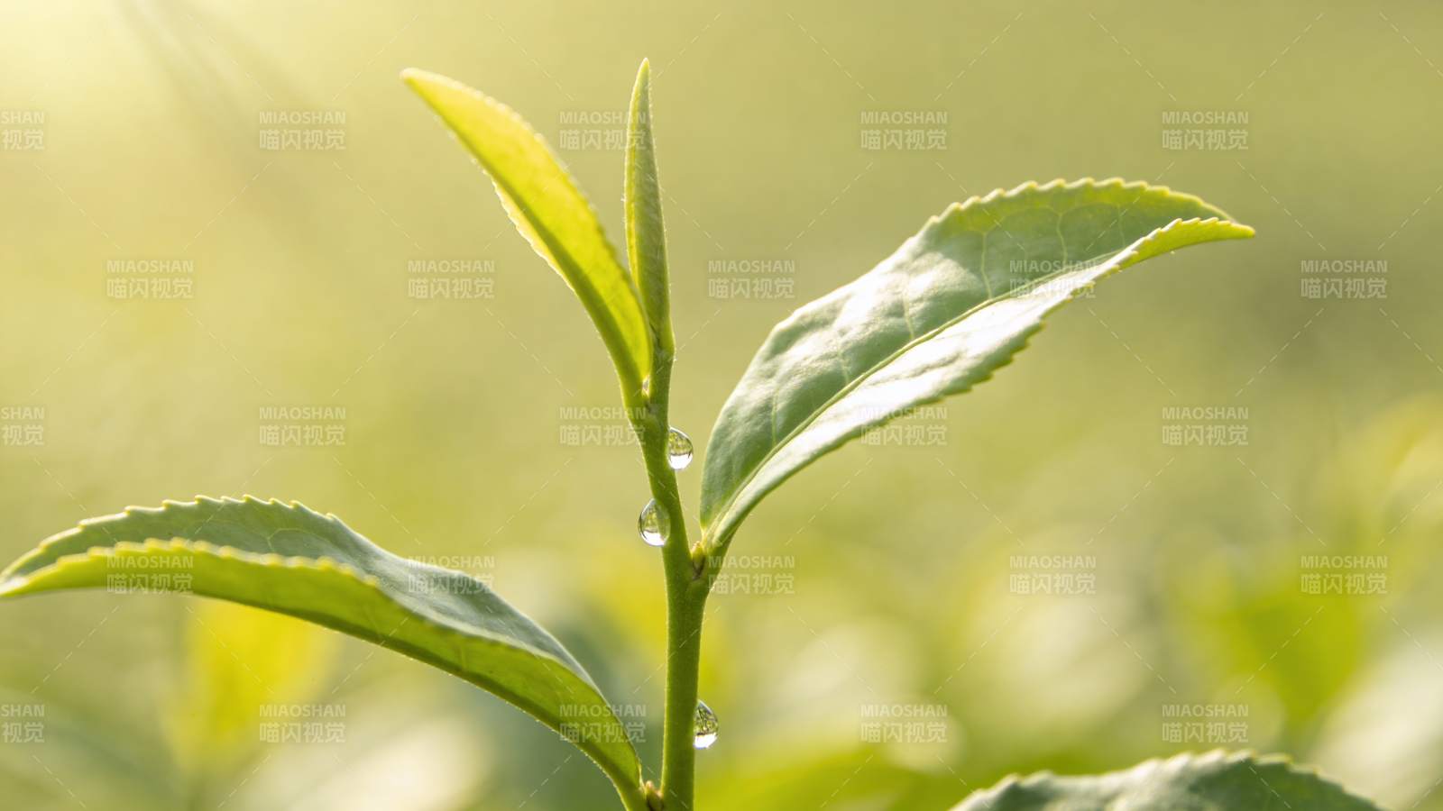 嫩叶上的露珠图片