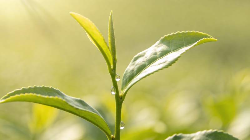 嫩叶上的露珠图片