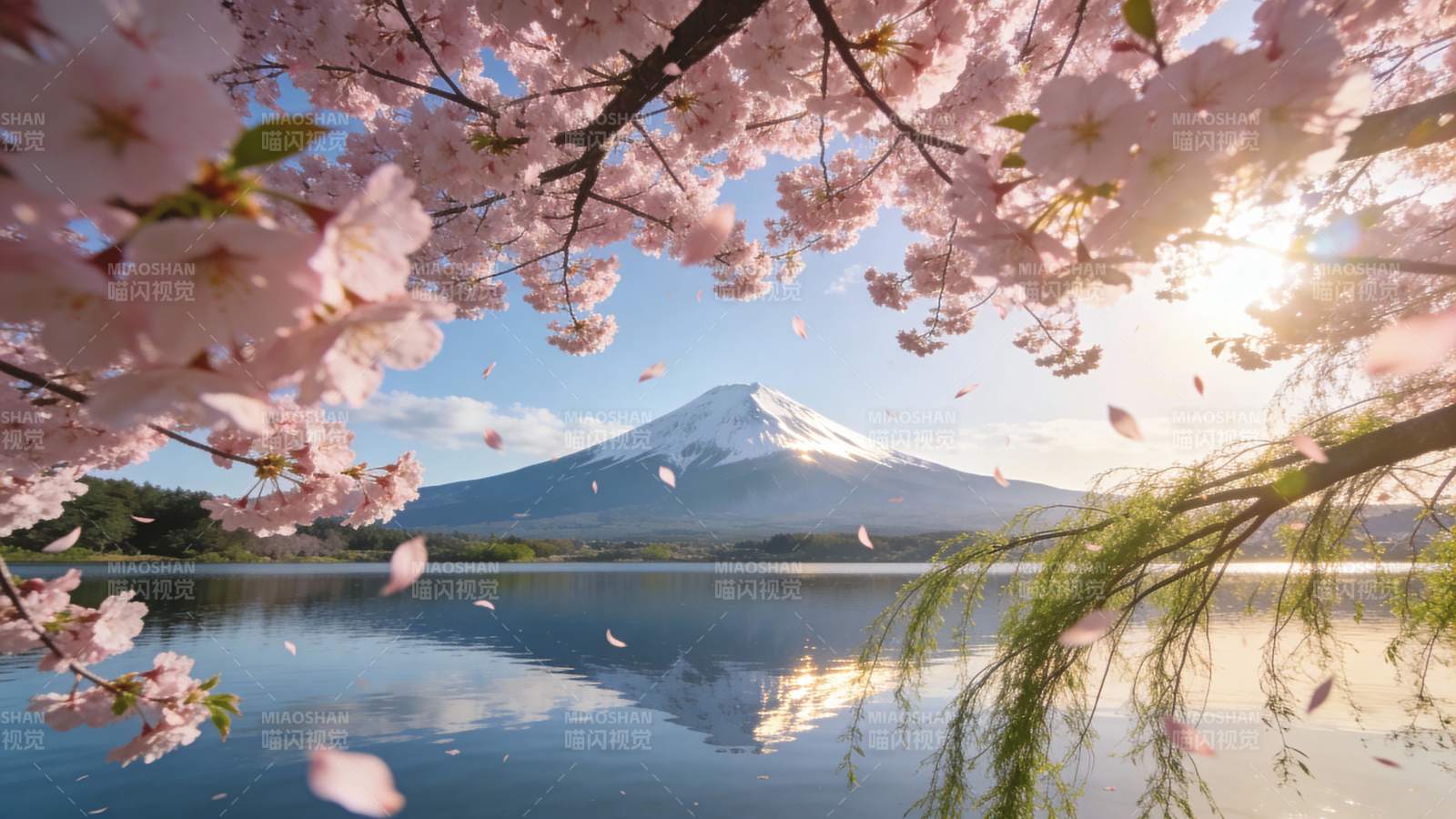 樱花映富士图片