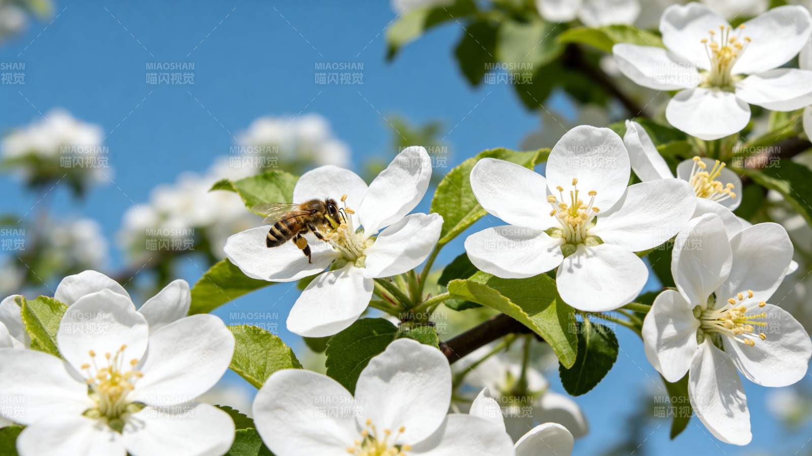 蜜蜂采蜜花丛中图片