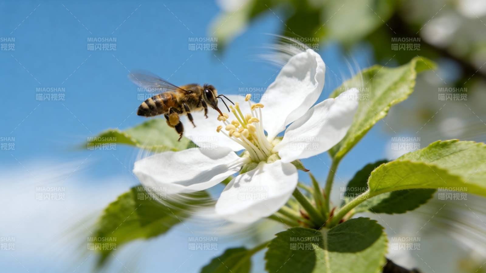 蜜蜂采蜜花间图片