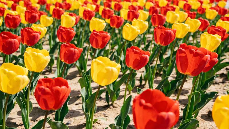 红黄郁金香花海图片