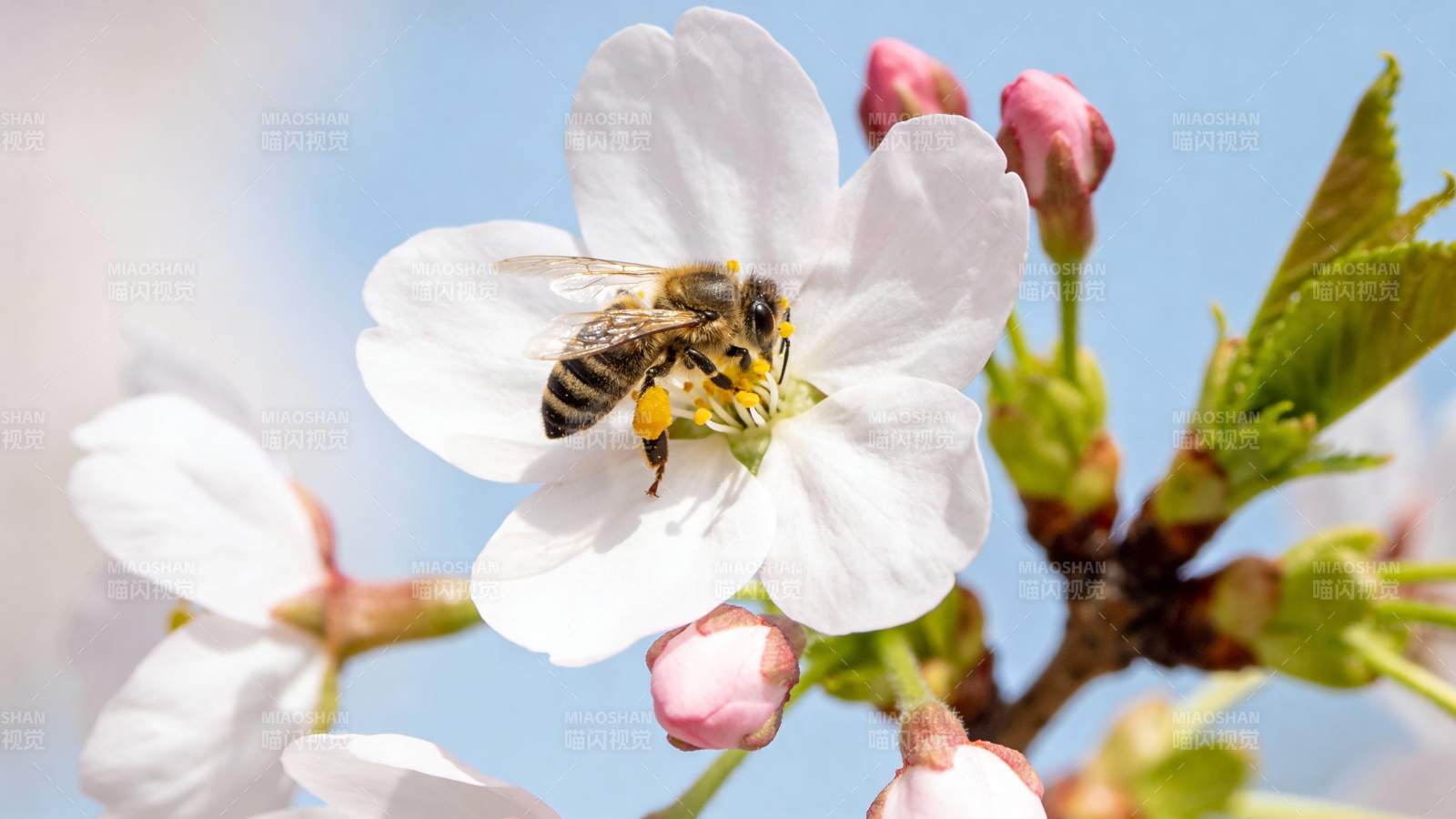 蜜蜂采蜜樱花间图片