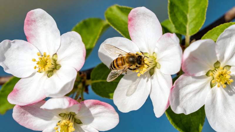蜜蜂采花蜜图片