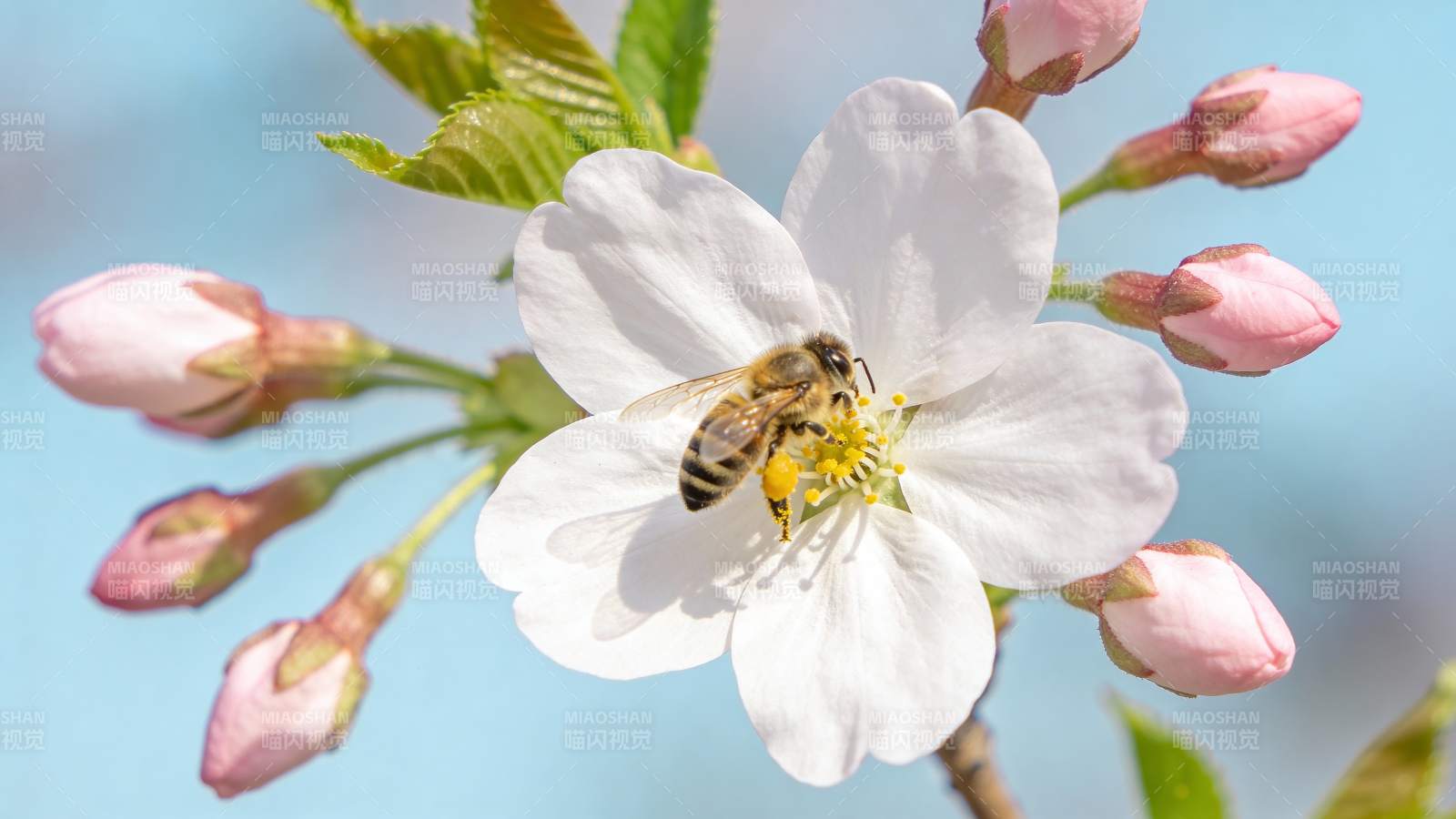 蜜蜂采蜜樱花绽放图片