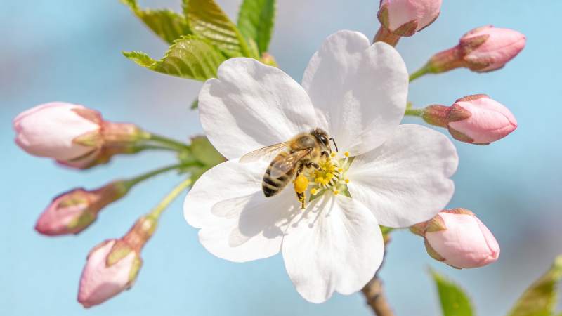 蜜蜂采蜜樱花绽放图片