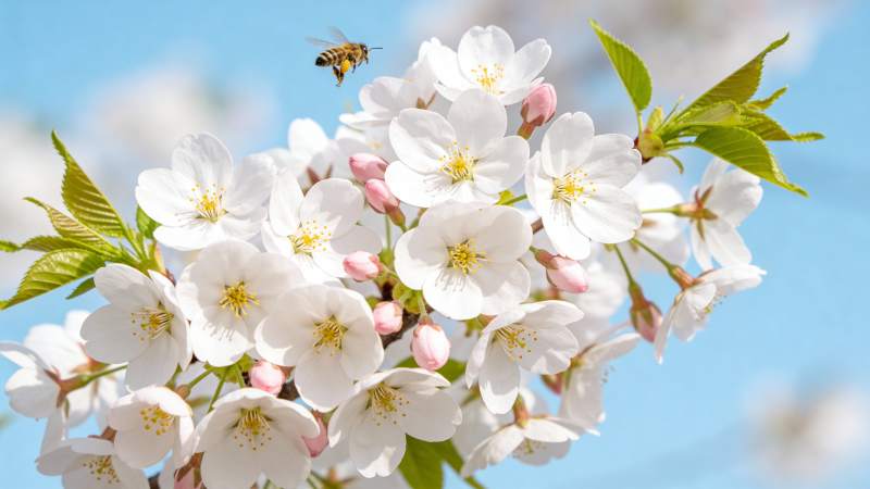 樱花飞舞 蜂影翩跹图片