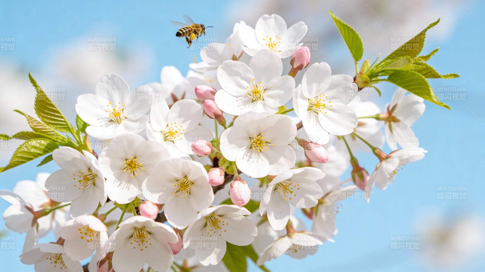 樱花飞舞 蜂影翩跹图片