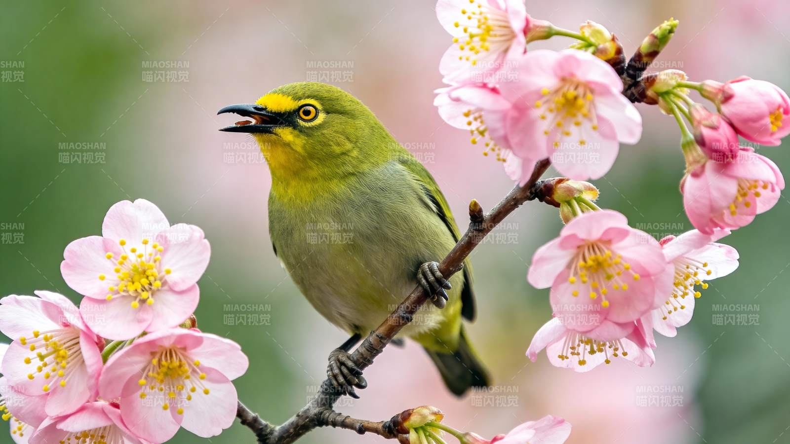 黄鸟栖枝赏樱花图片