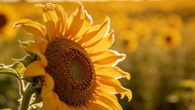 向日葵绽放图片