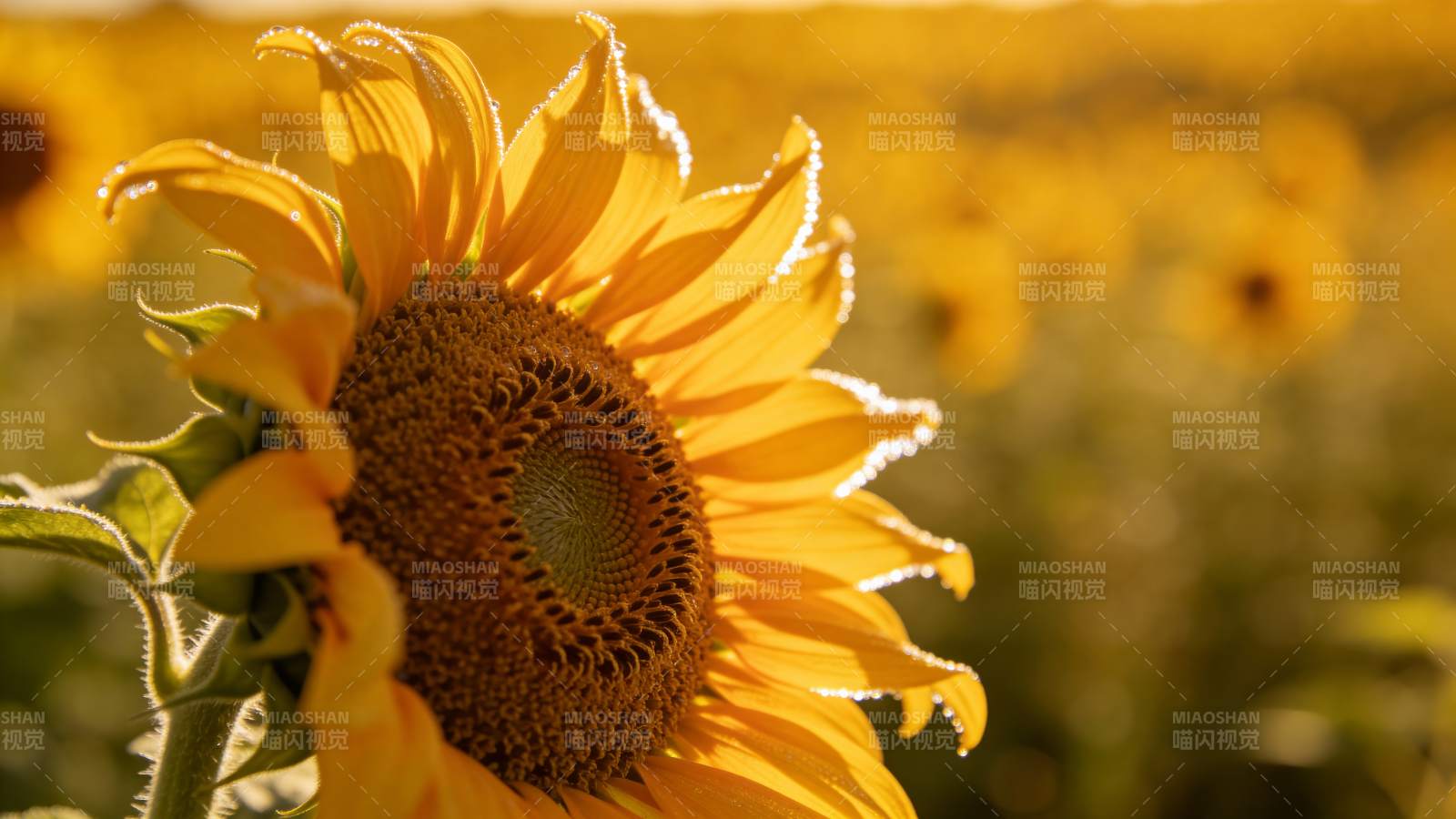 向日葵绽放图片