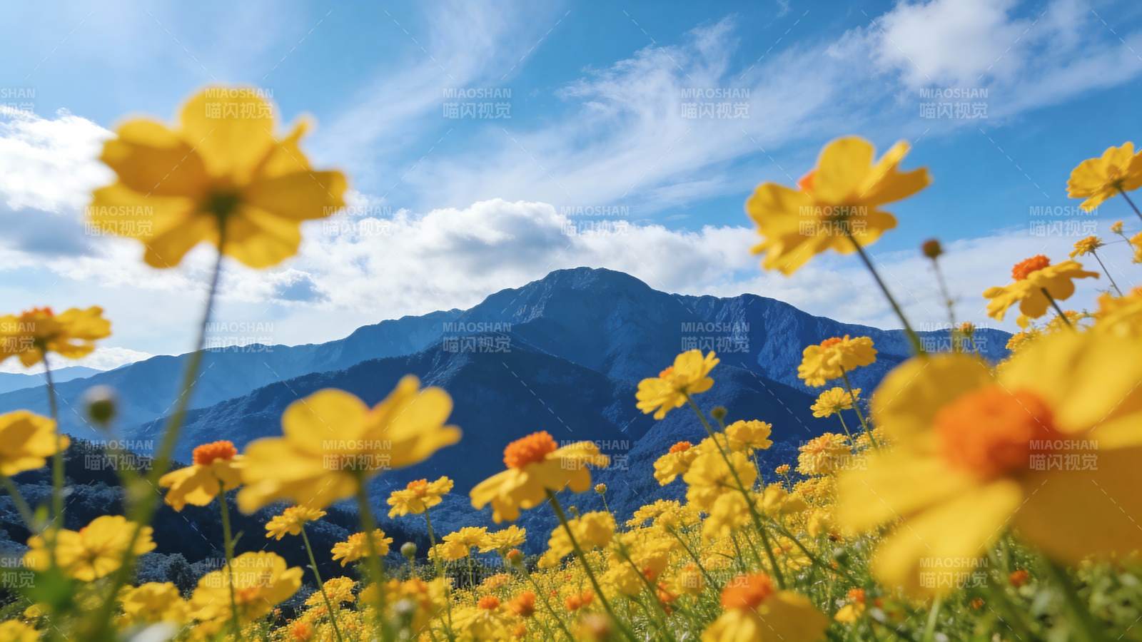 山野黄花绽放图片