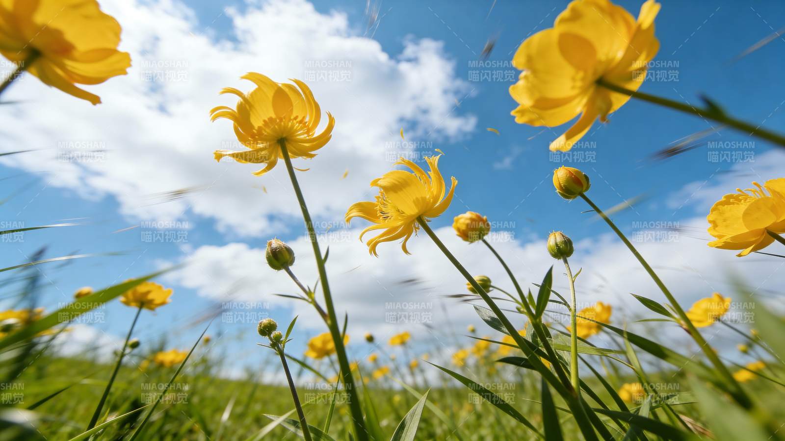 黄花摇曳蓝天白云图片