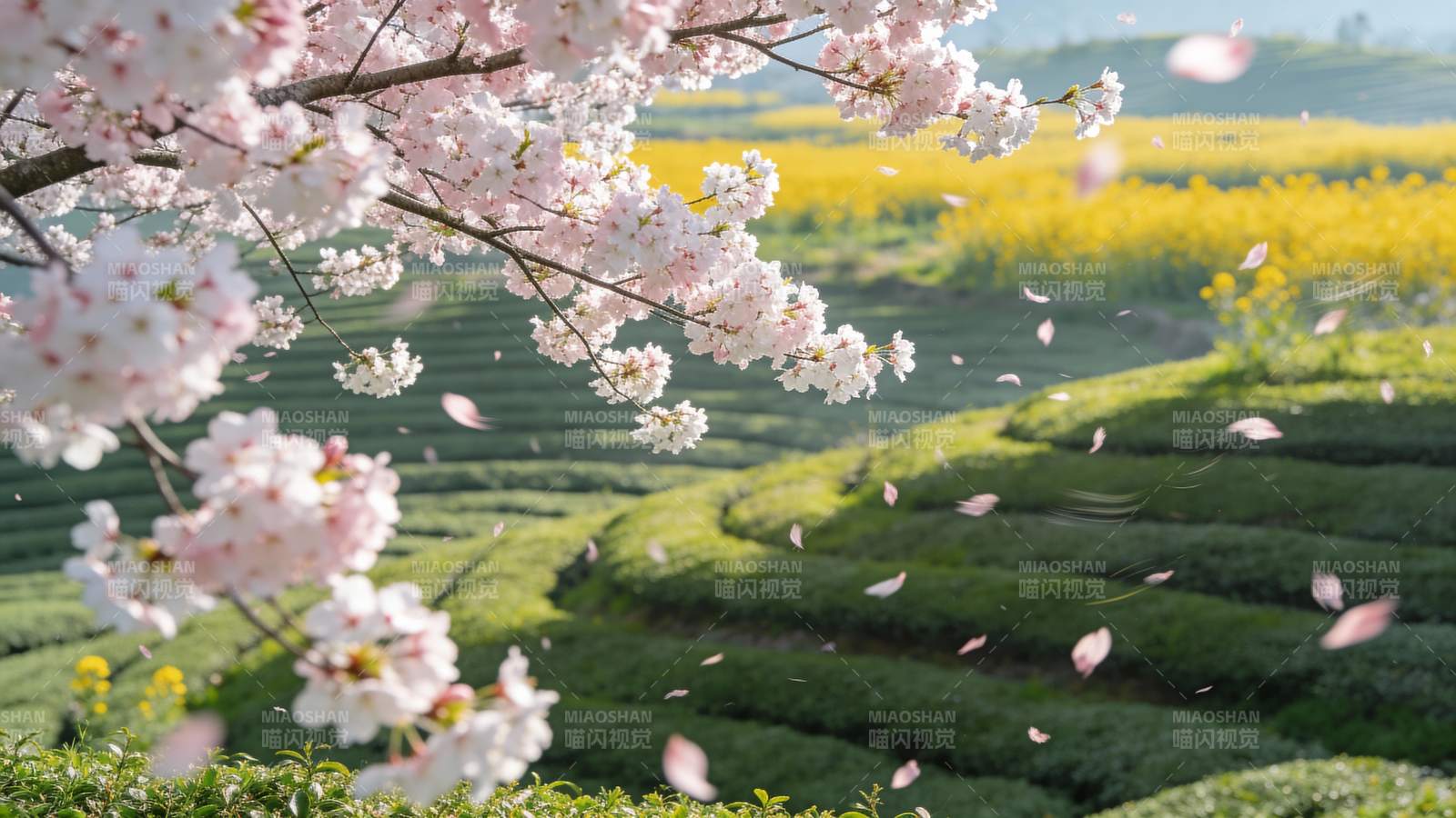 樱花飘落茶园间图片