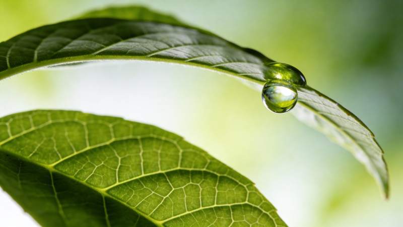 露珠轻挂绿叶间图片