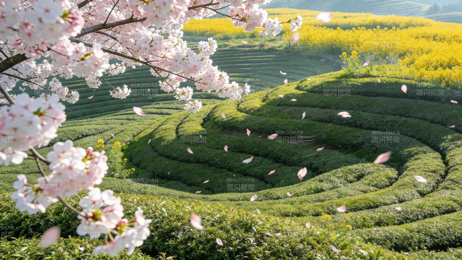 樱花茶园春景图片