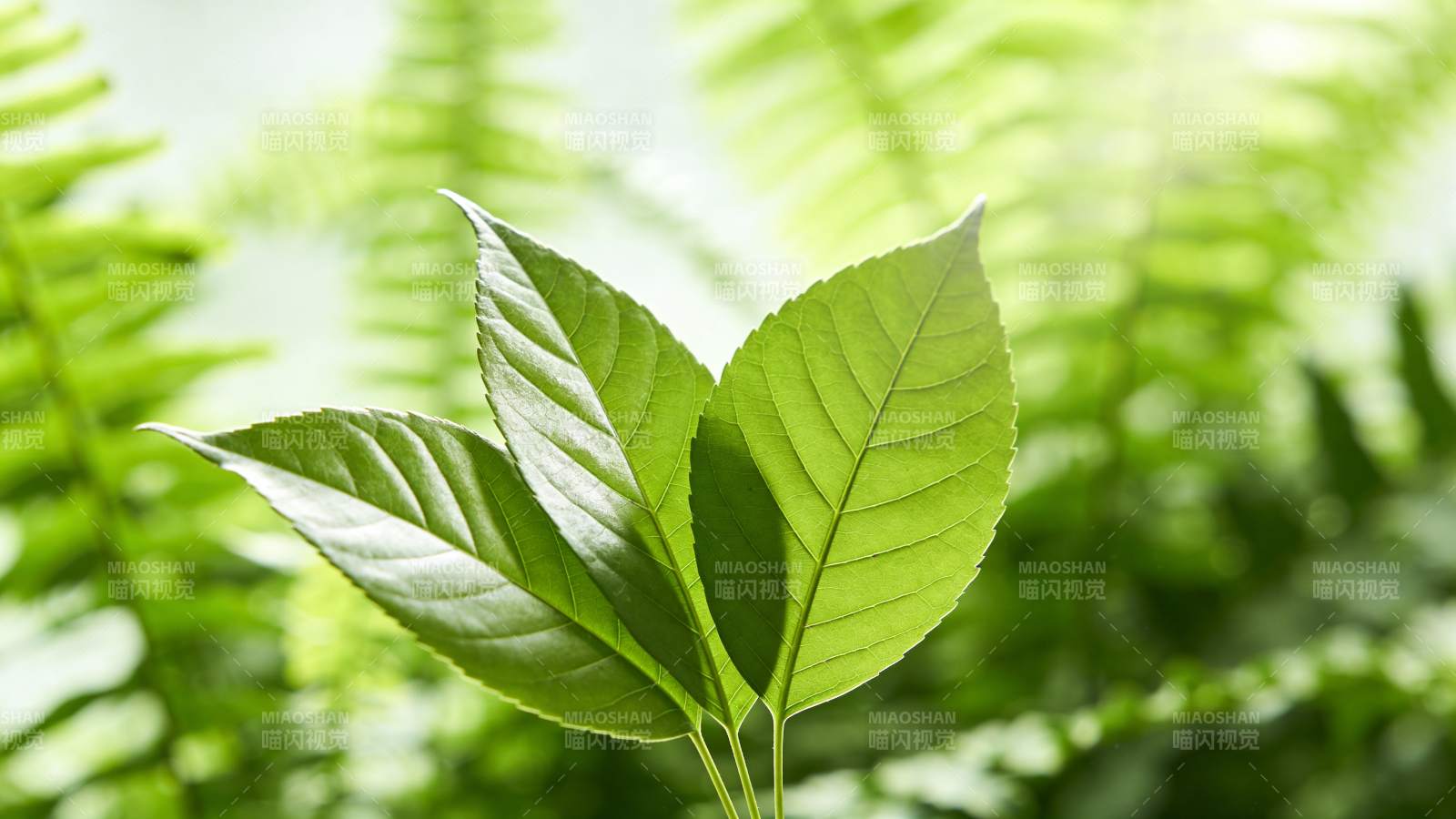 绿叶新生图片