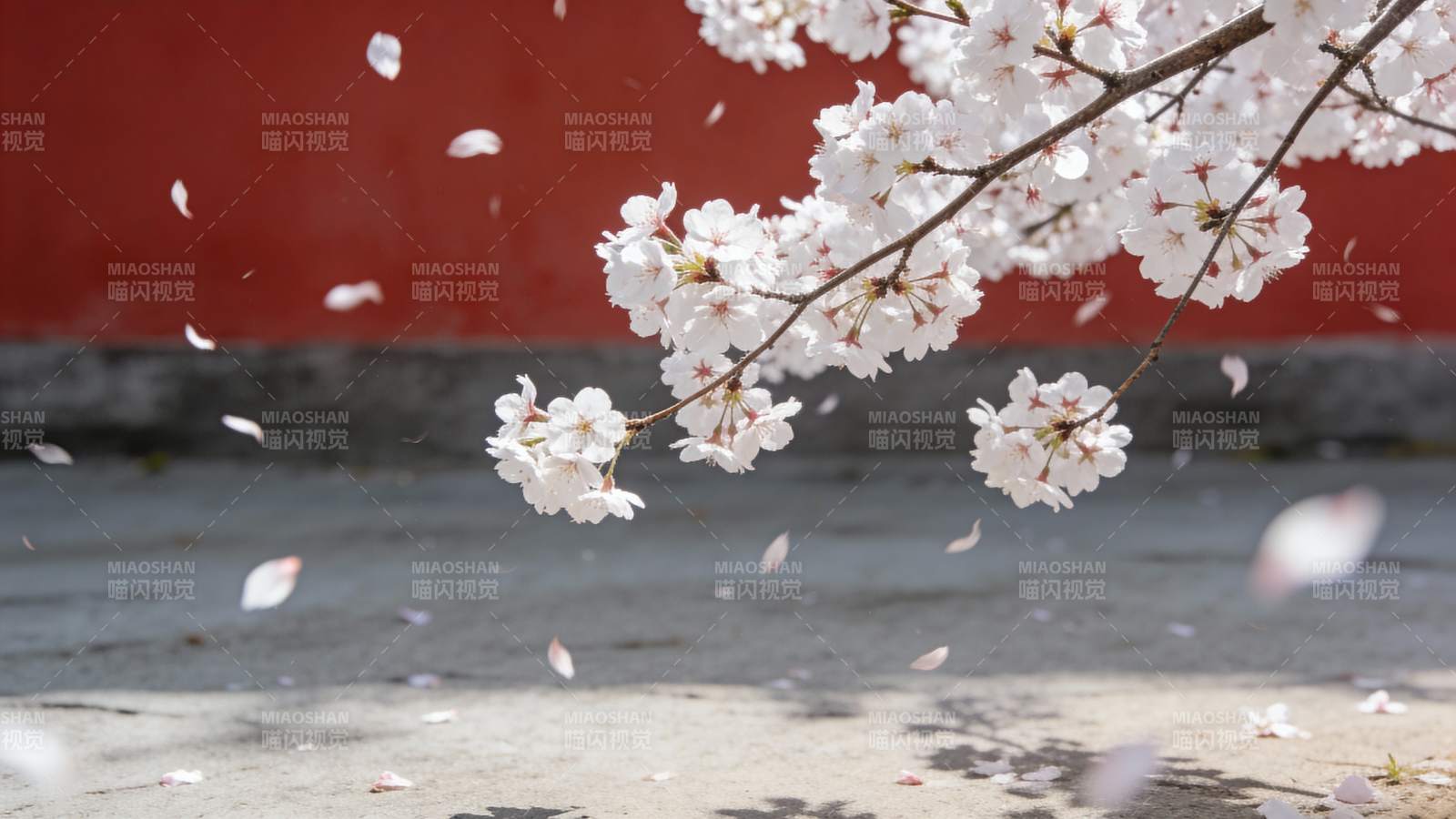 樱花飘落春意浓图片