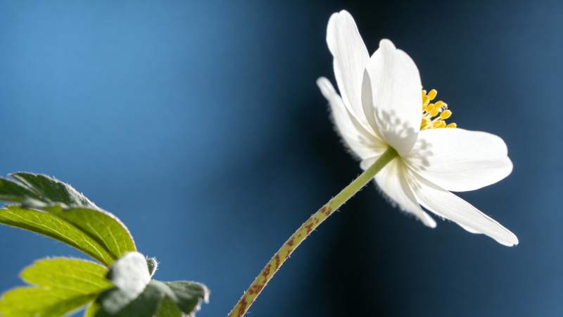 白花绽放 绿叶相伴图片