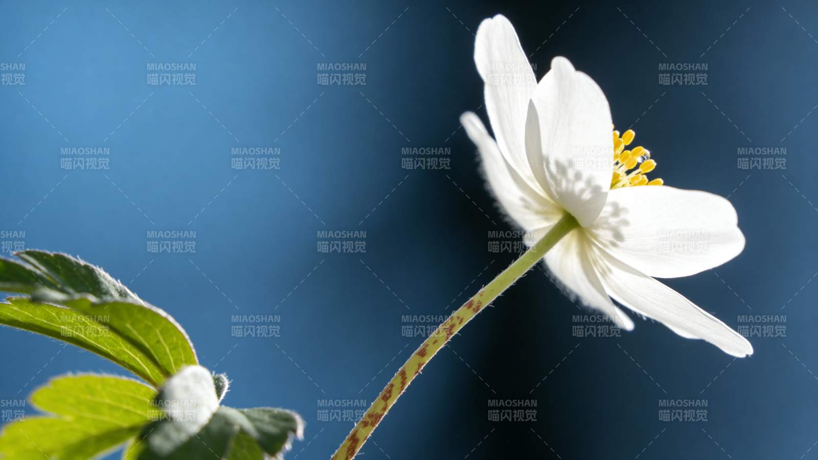 白花绽放 绿叶相伴图片