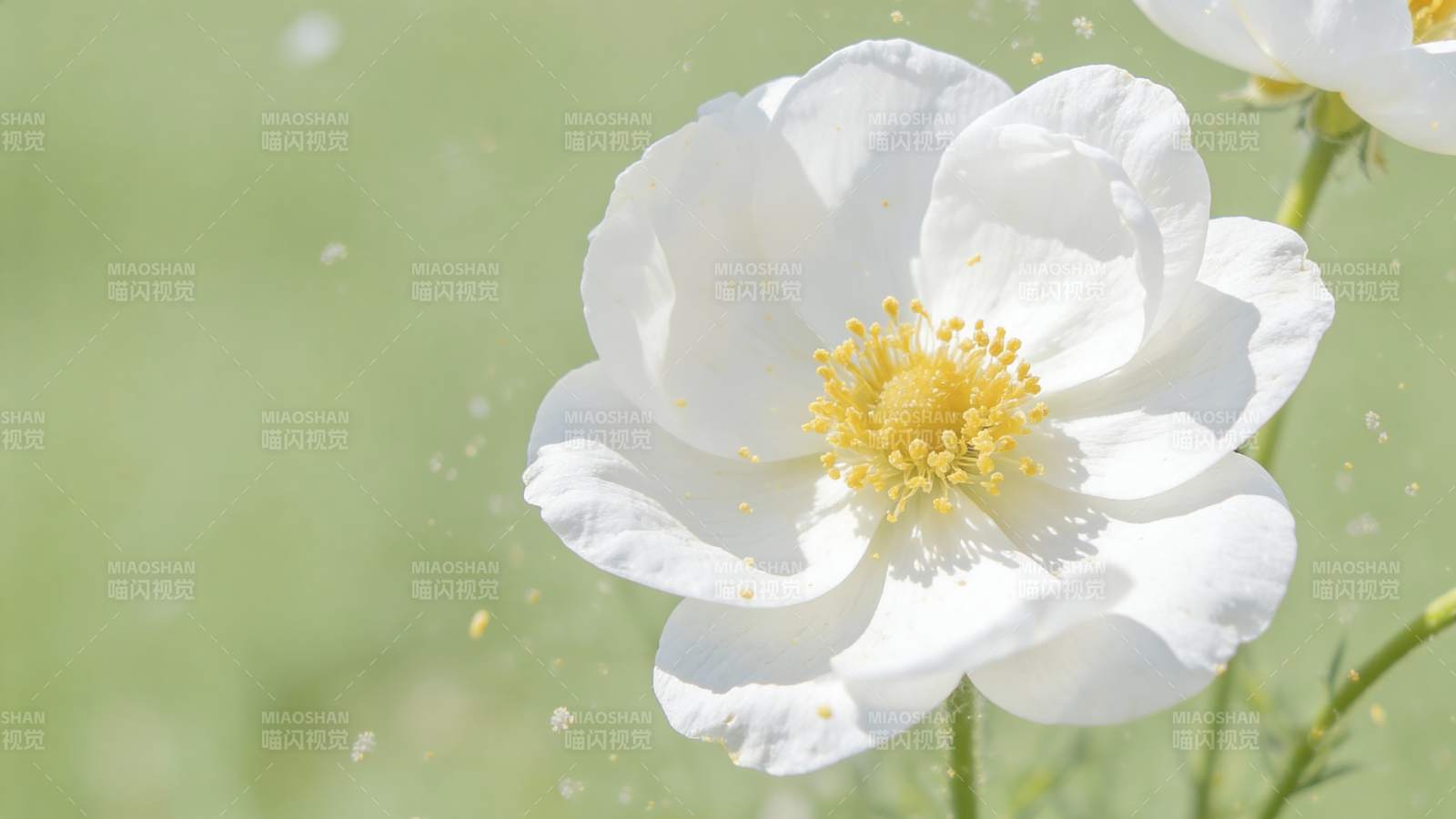 白花绽放 春意盎然图片