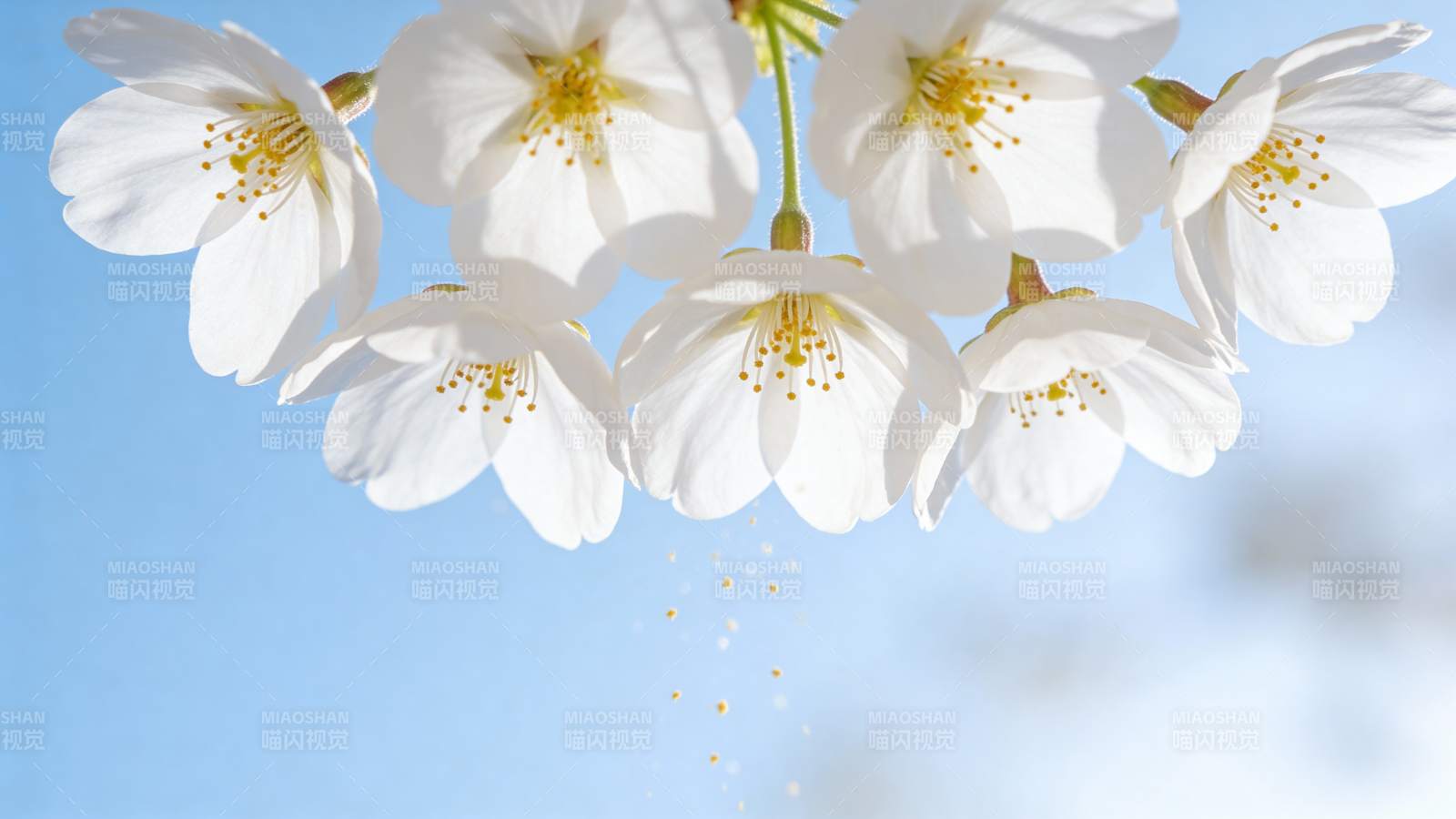 樱花绽放春日美图片