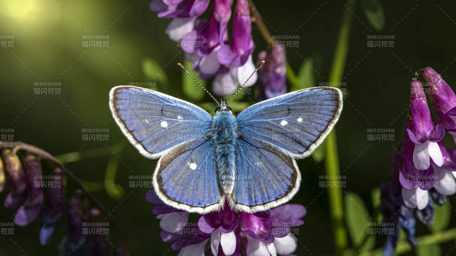 蓝蝶栖花图片