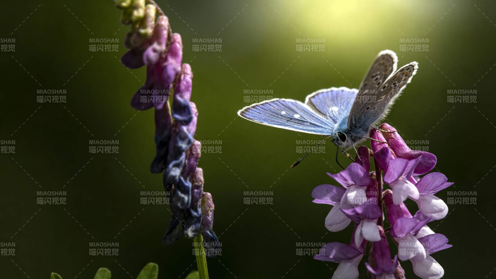 蓝蝶栖紫花图片