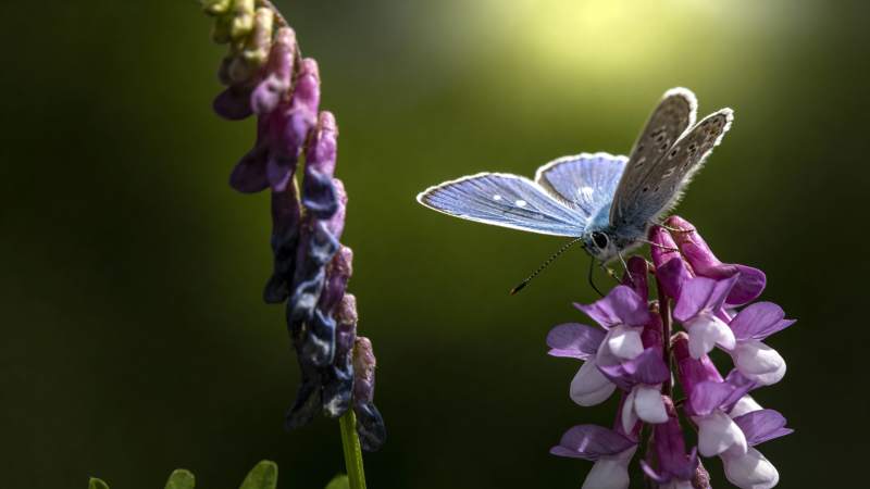蓝蝶栖紫花图片