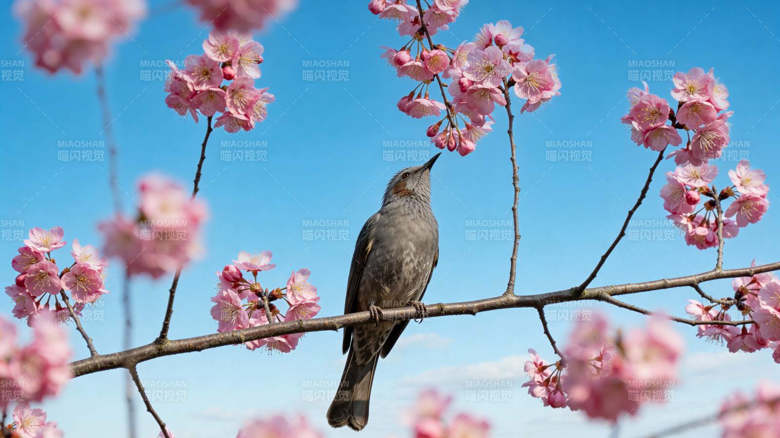 春鸟栖花枝图片