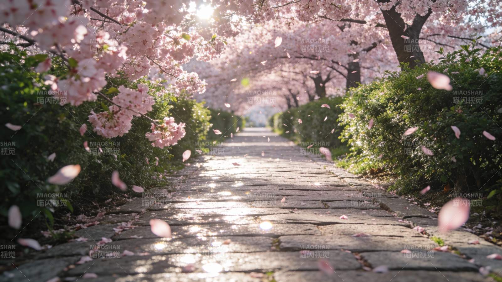 樱花小径春意浓图片