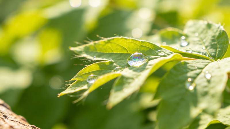 露珠映绿叶图片