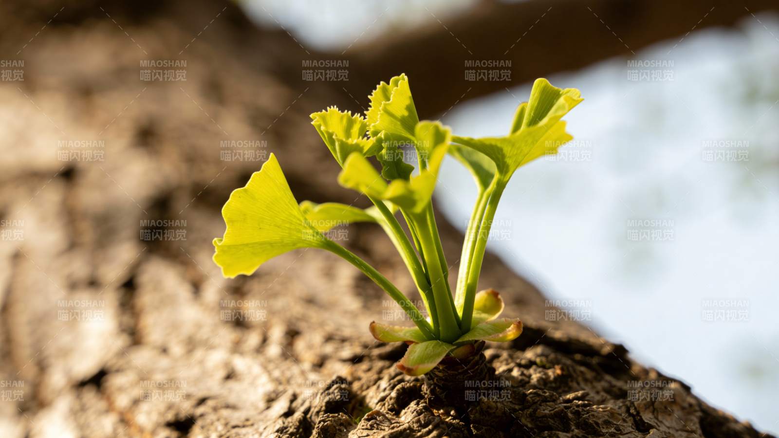 新芽破土而出图片