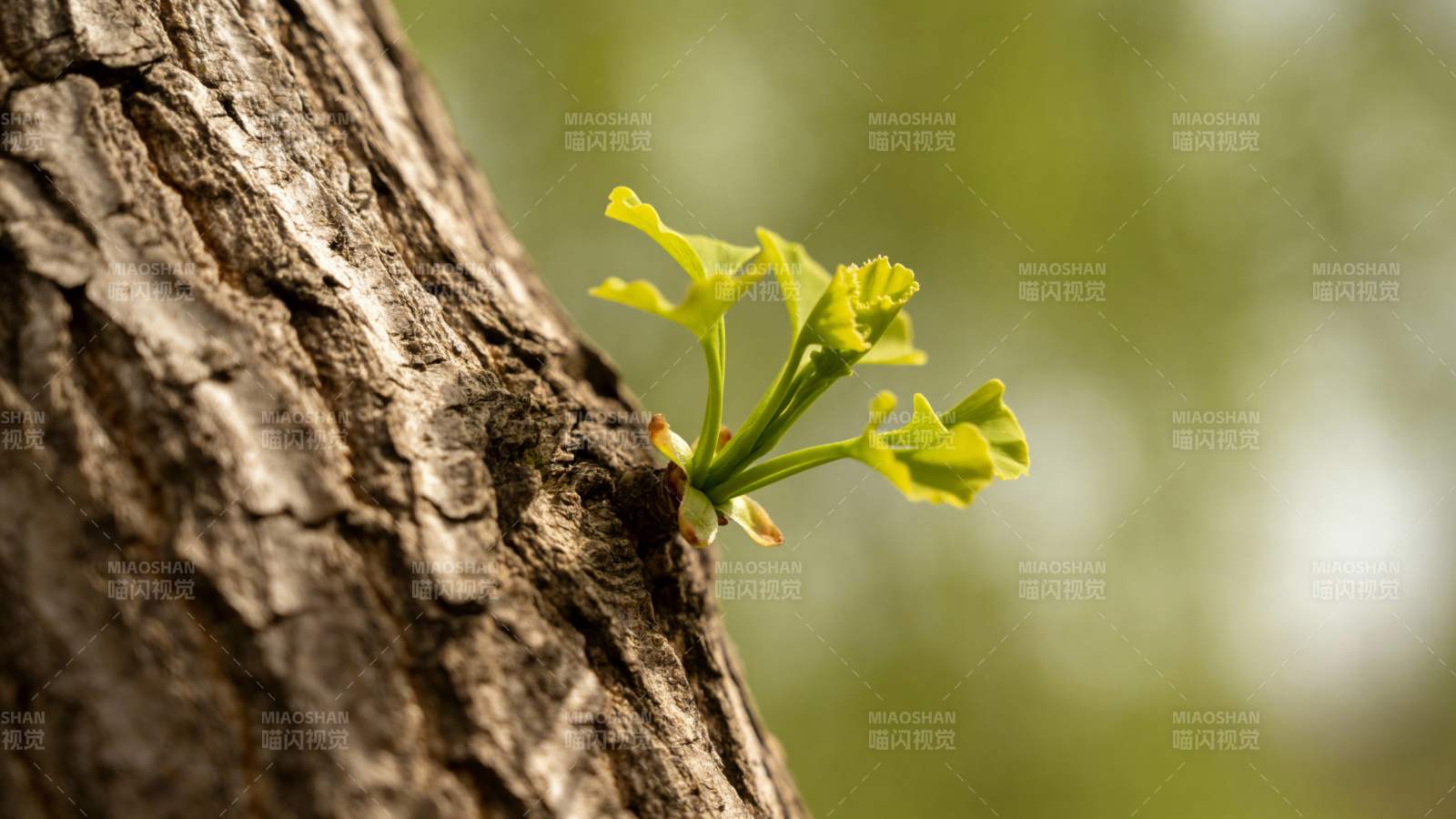 新芽破皮而出图片