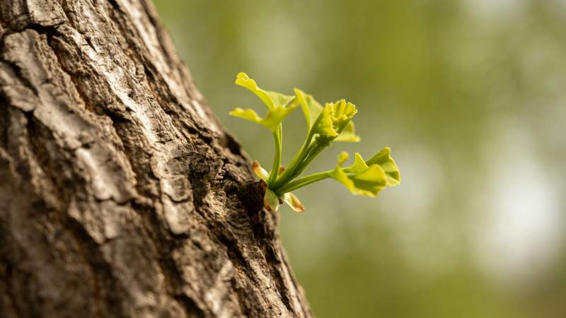 新芽破皮而出图片