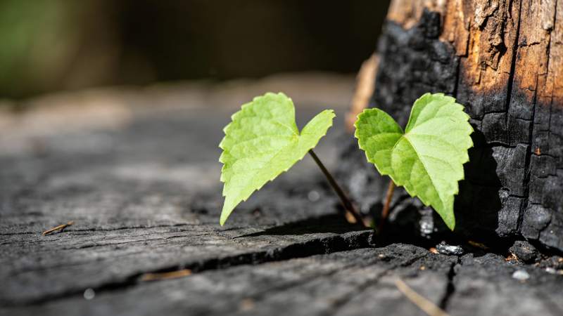 心形叶破土而出图片