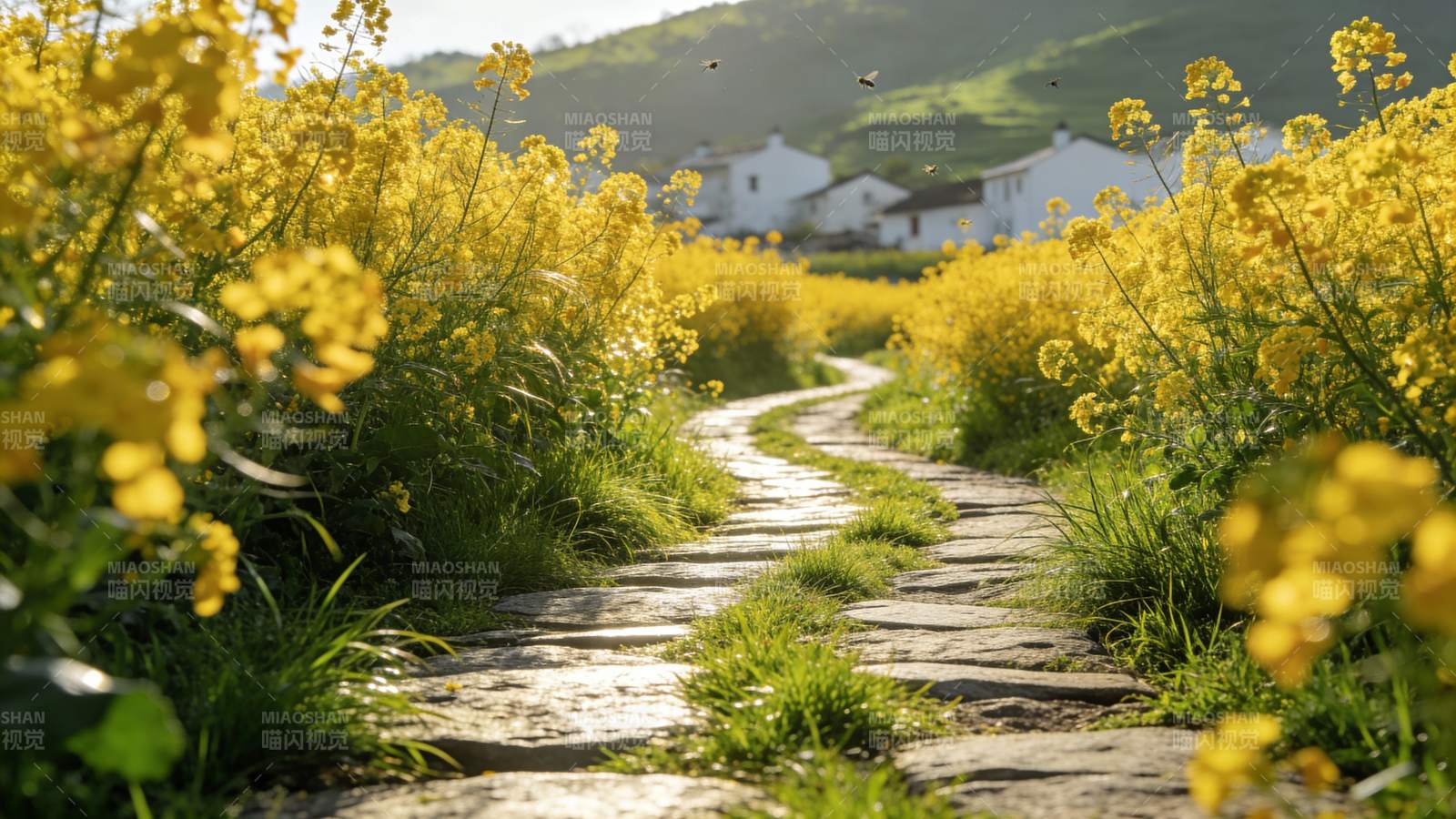 油菜花田小径图片