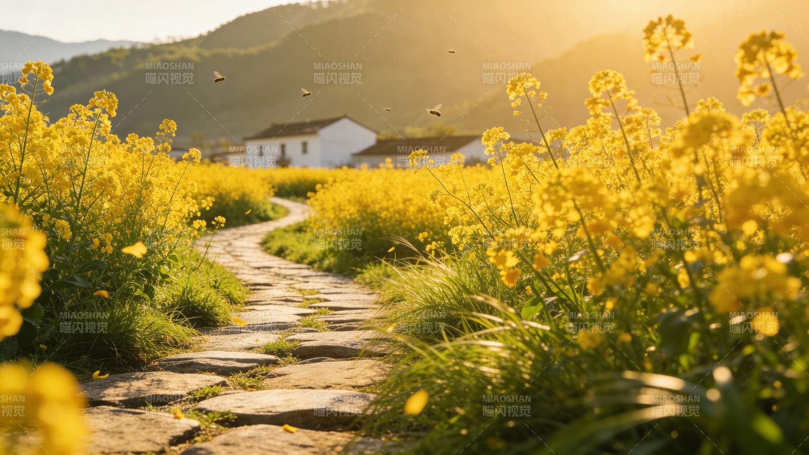 油菜花田小径图片