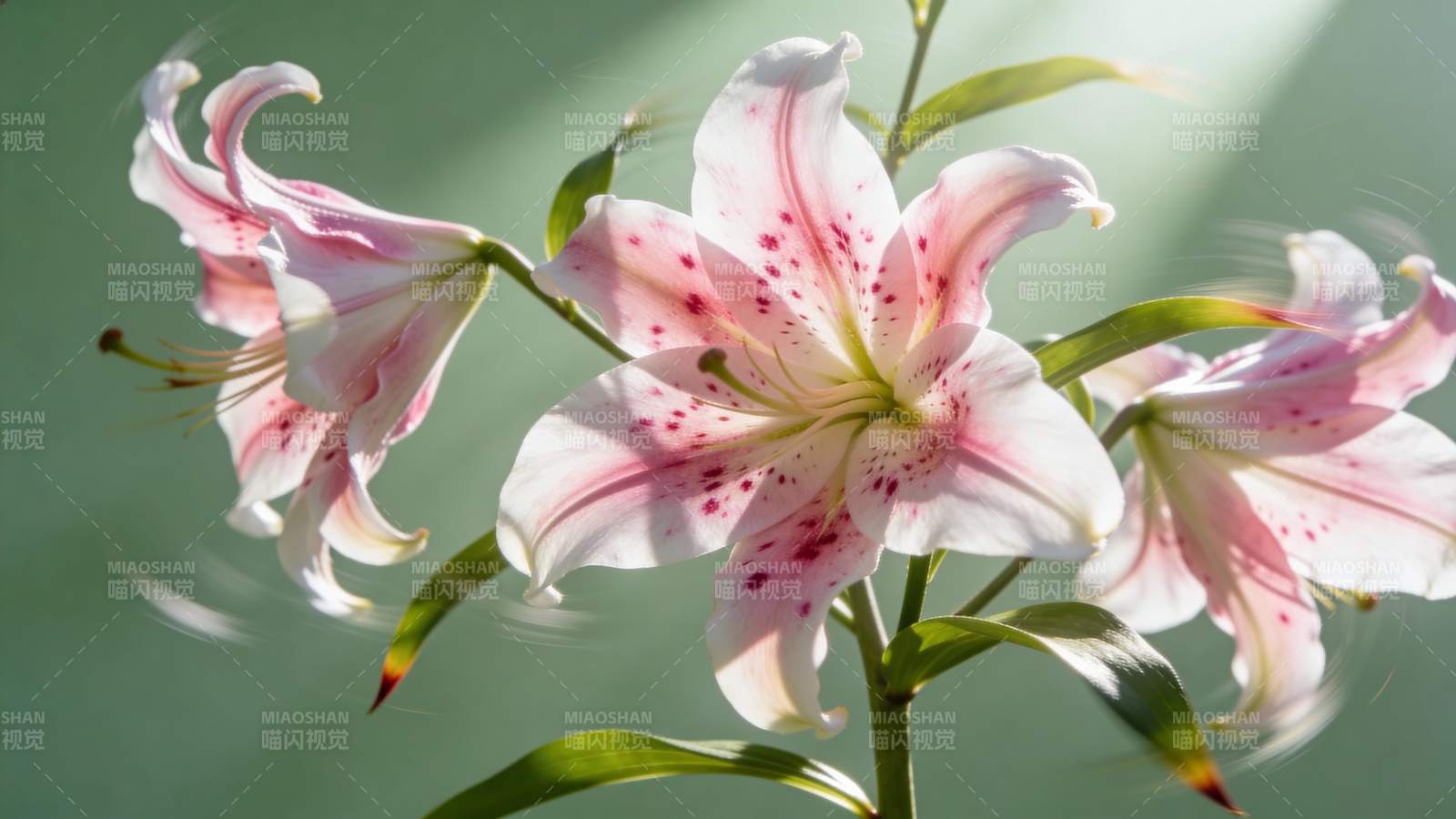 粉白斑点百合花图片