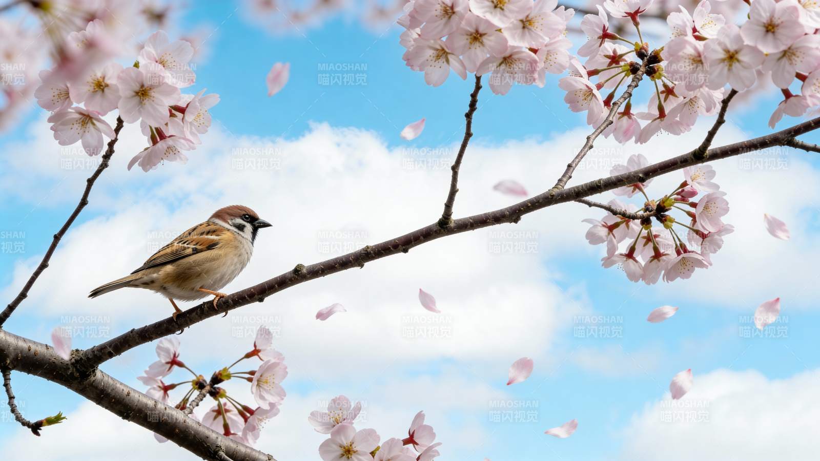 春樱枝头小鸟栖图片