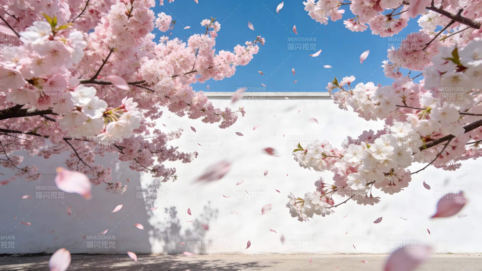 樱花纷飞春意浓图片